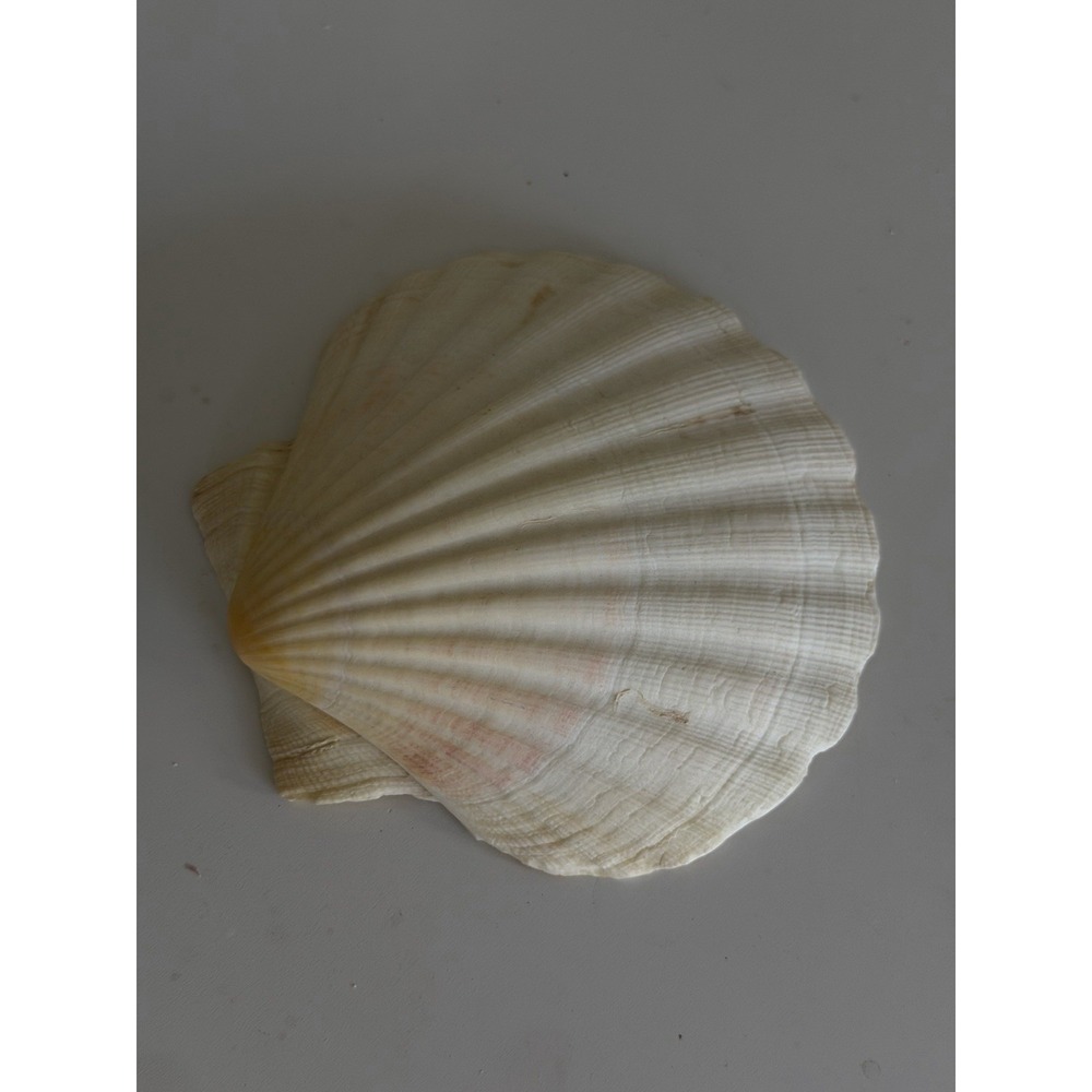 Natural 4.5" Scallop Seashell Ocean Beach Coastal Decor Craft Specimen